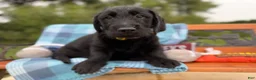 Mixed Breed dogs for sale: O’Henry (Boy) - Ad 4