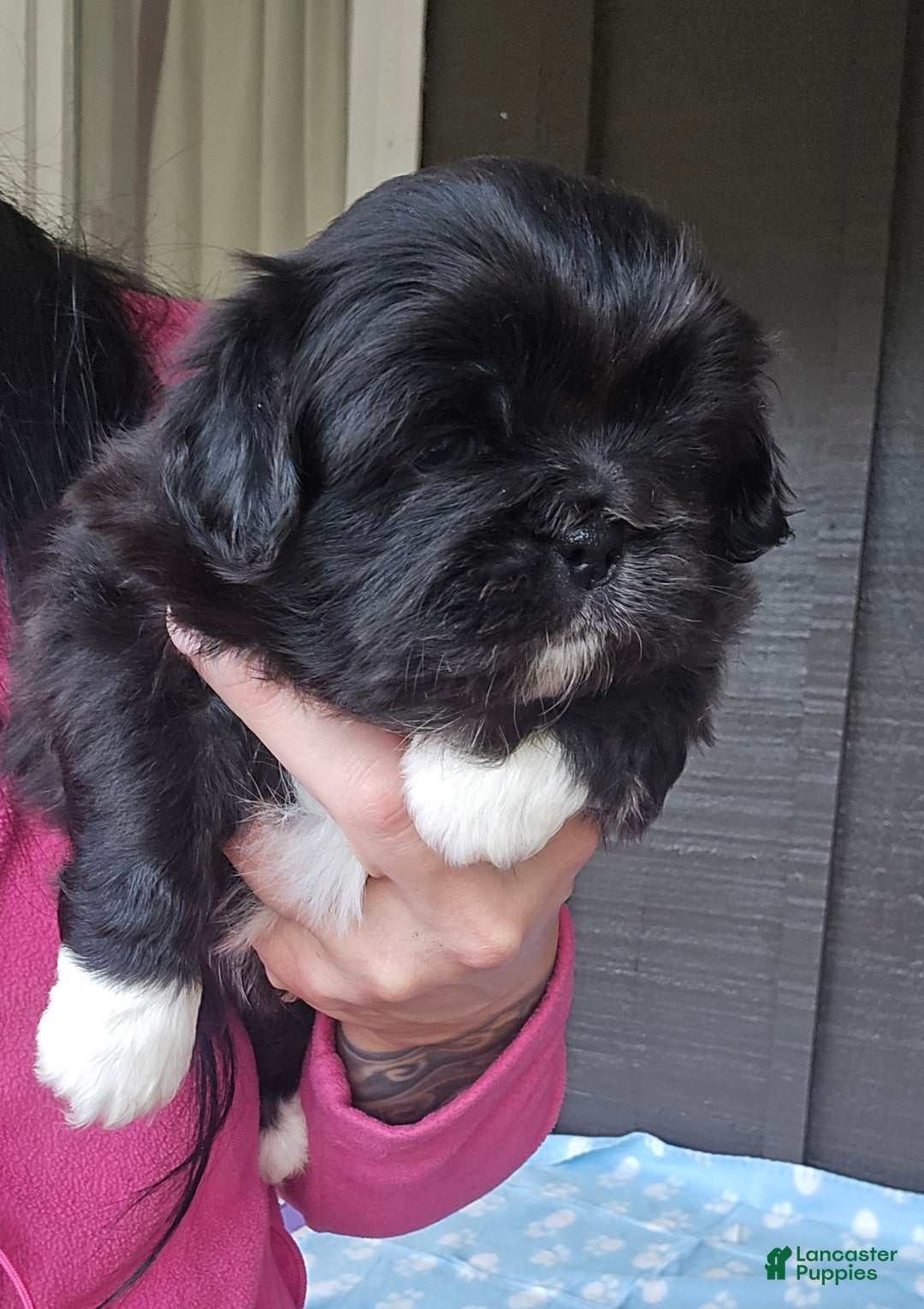 Pekingese dogs for sale: Lurch - Ad 7