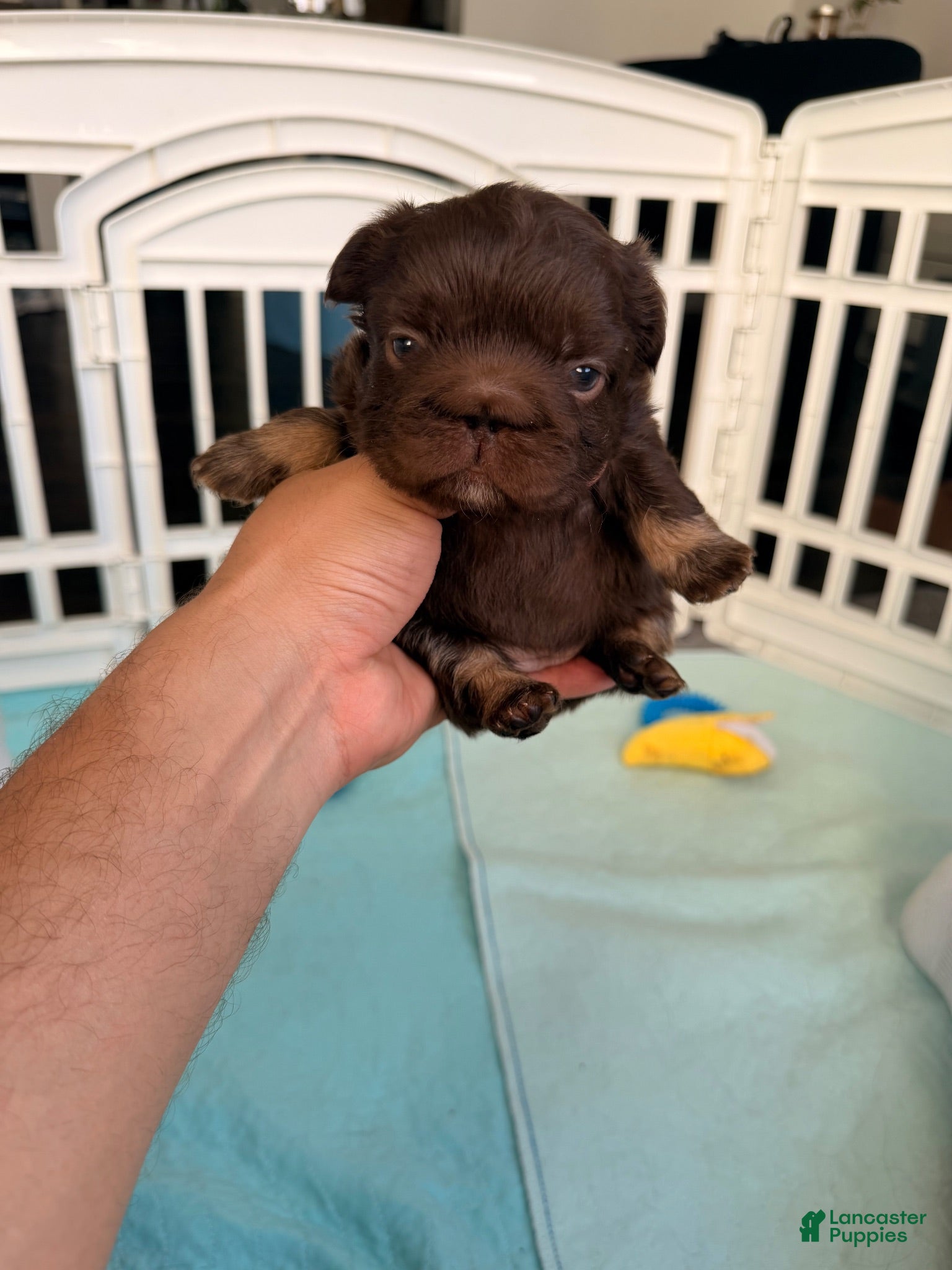 French Bulldog dogs for sale: Skittles - Ad 2