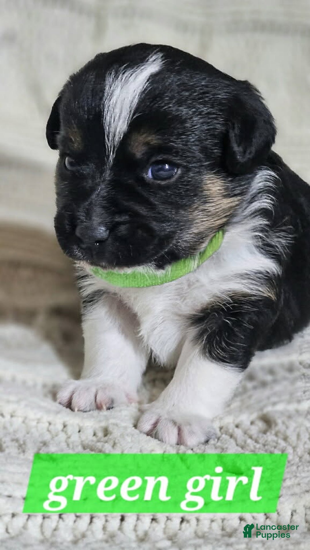 Mixed Breed dogs for sale: Mini aussie jack green - Ad 1