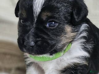 Mixed Breed dogs Mini aussie jack green - Ad 27