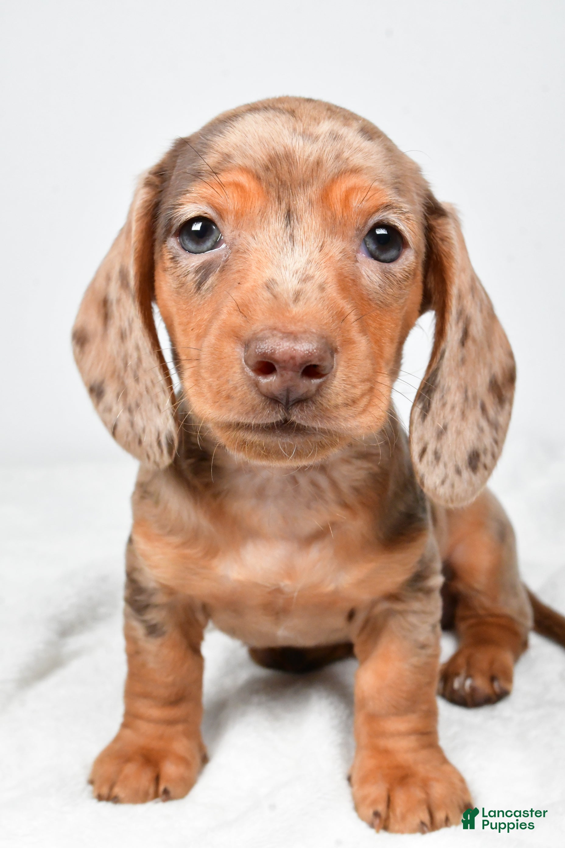Miniature Dachshund dogs Mason - Ad 2