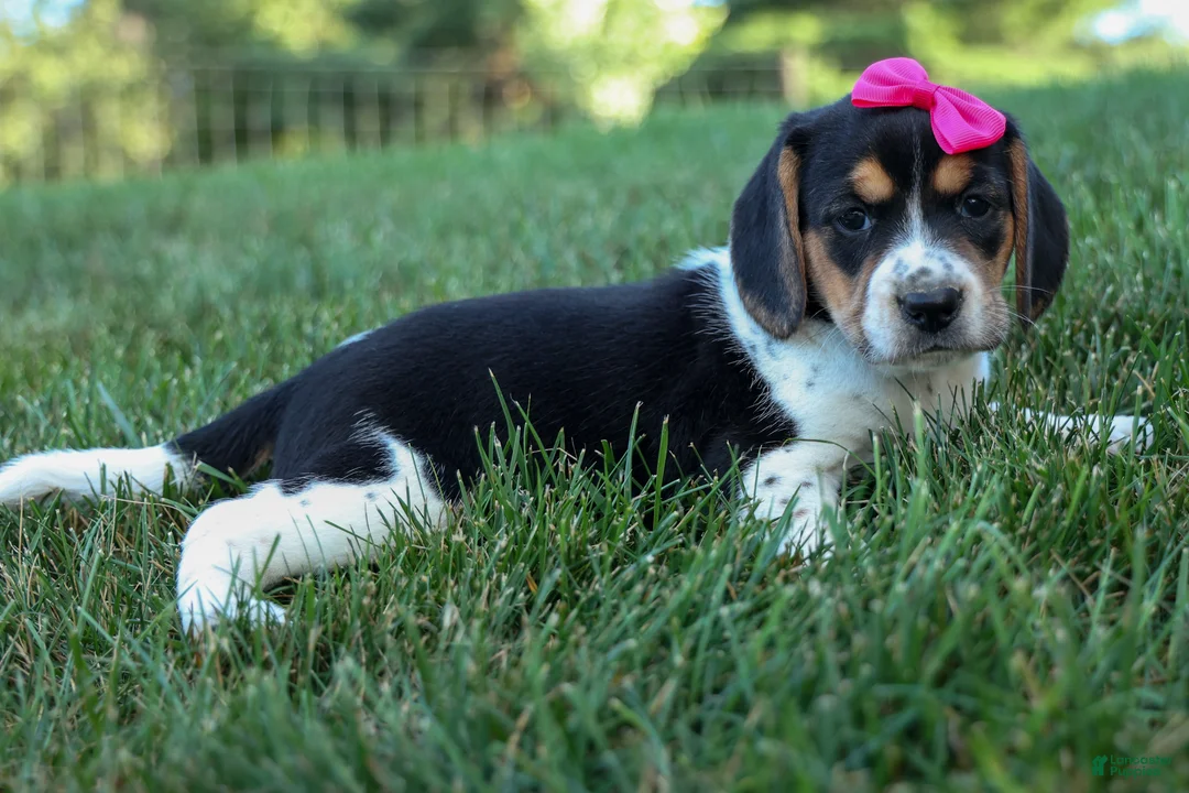 Beagle dogs for sale: Cora 💖 - Ad 1
