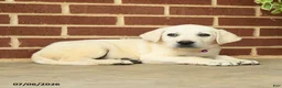 Labrador Retriever dogs for sale: Dozer - Ad 4