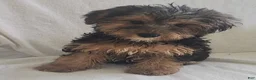 Yorkiepoo dogs for sale: Ziggy - Ad 11