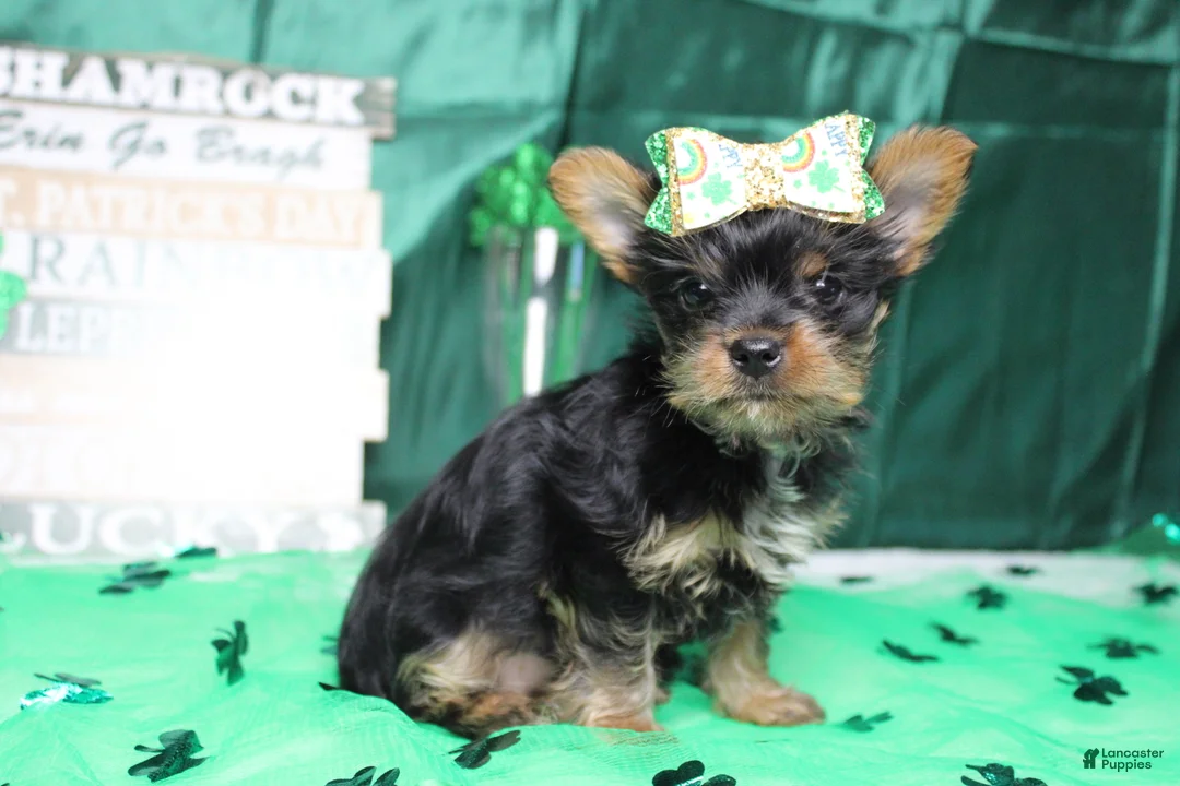 Yorkshire Terrier dogs for sale: Juliana - Ad 3