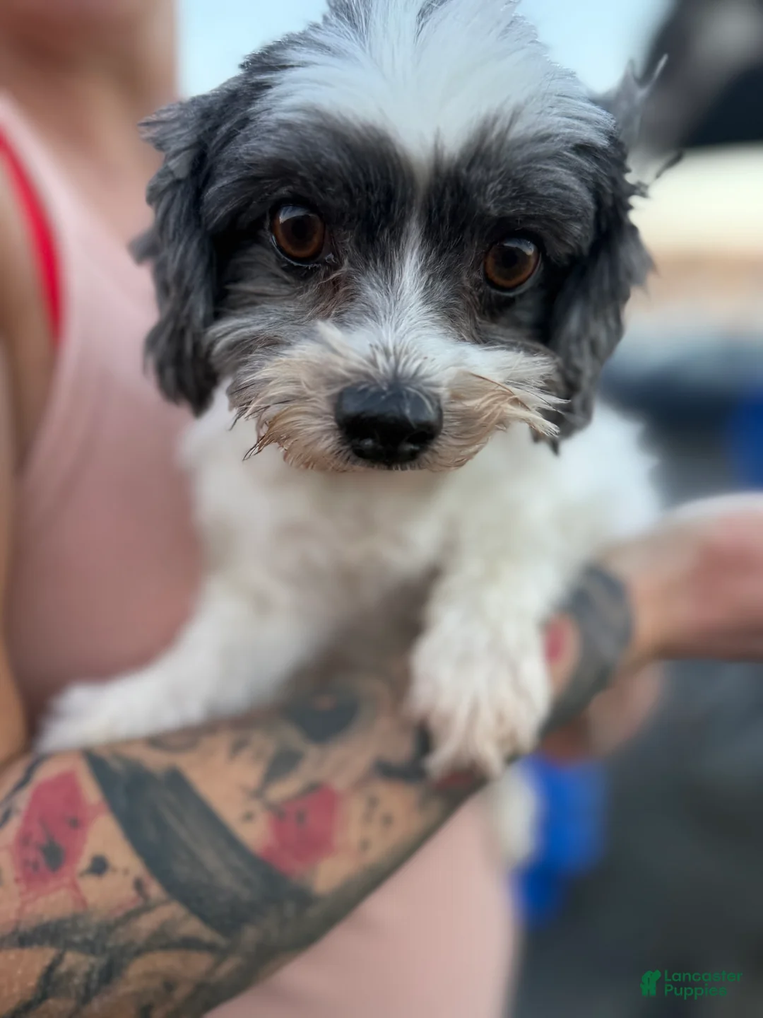 Mixed Breed dogs for sale: Havanese  - Ad 1