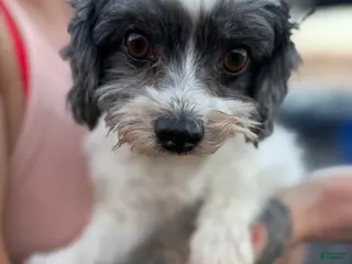 Mixed Breed dogs Havanese - Ad 23