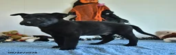 Belgian Malinois dogs for sale: Lupin - Ad 10