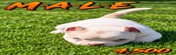 American Bully dogs for sale: American Bully 1 - Ad 1