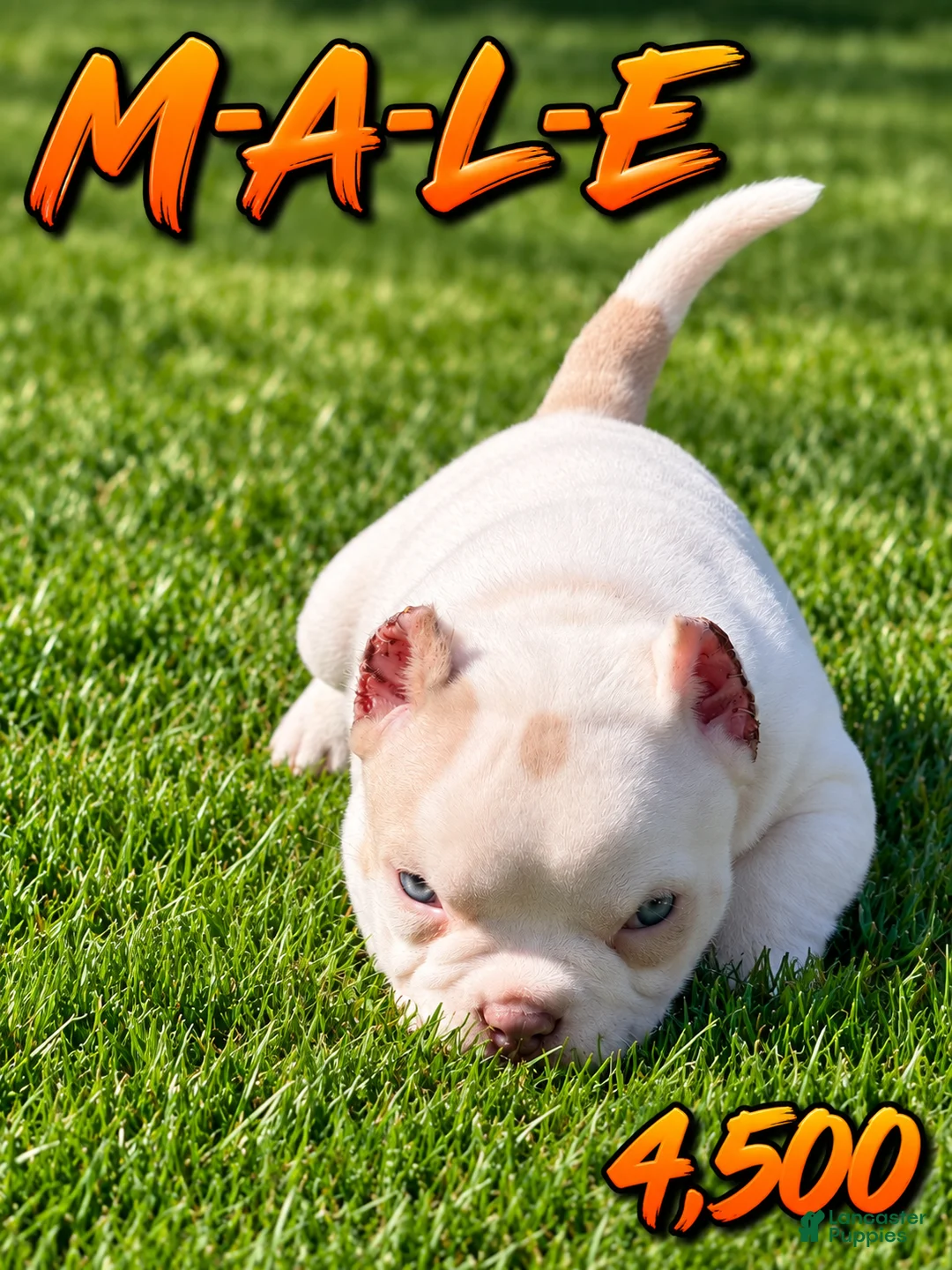 American Bully dogs for sale: American Bully 1 - Ad 1