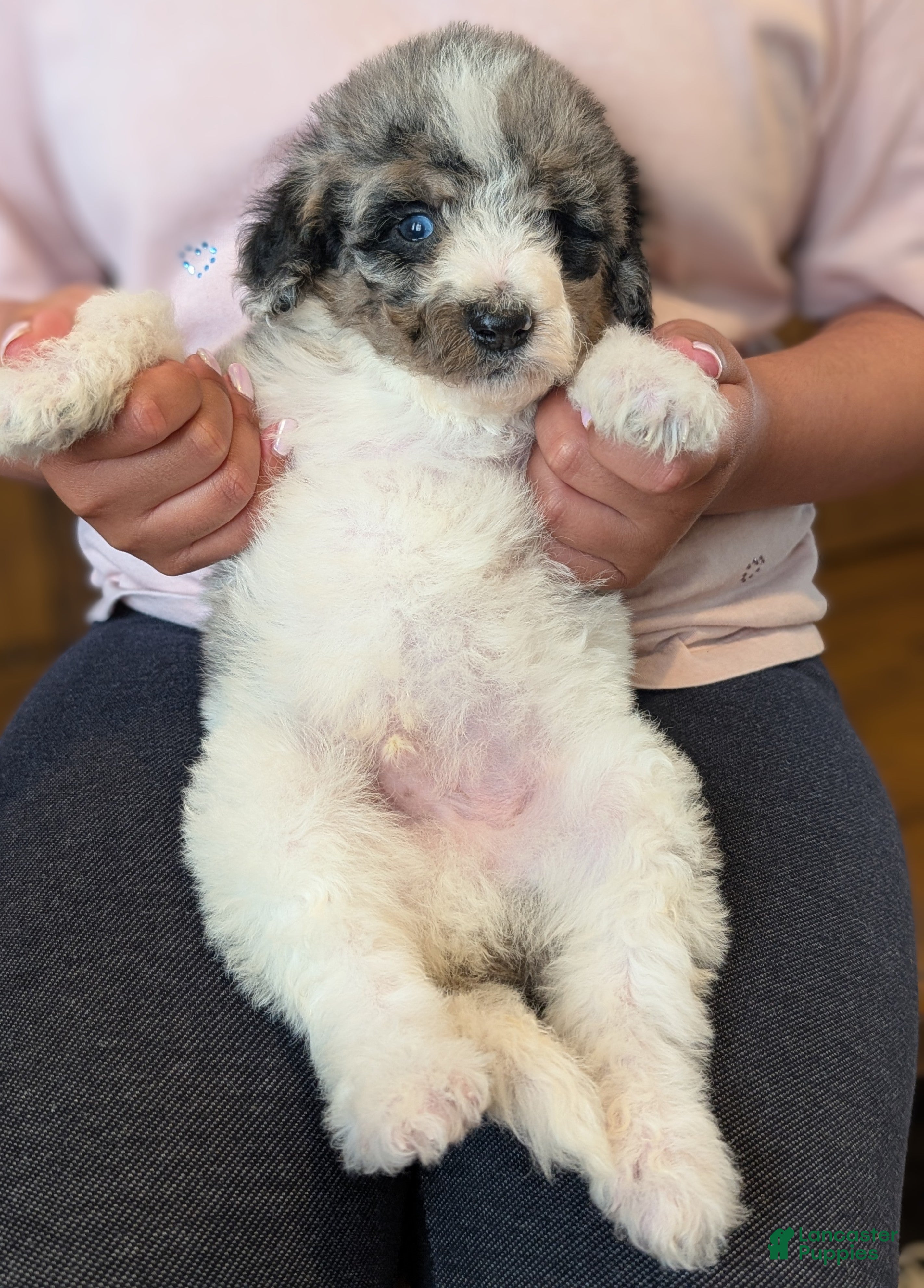 Mixed Breed dogs Cypress  - Ad 2