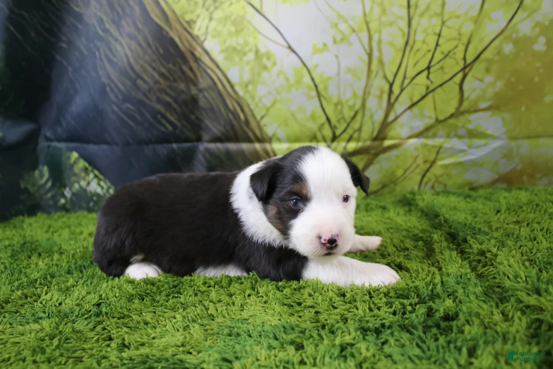Miniature Australian Shepherd dogs for sale: Ellis - Ad 1