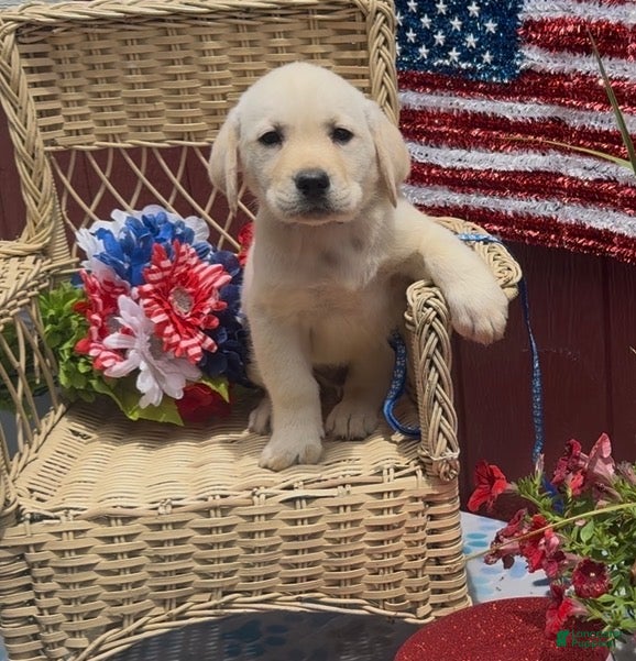 Labrador Retriever dogs for sale: Labrador Retriever Puppy 1 - Ad 1