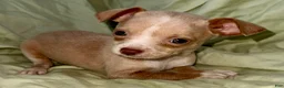 Chihuahua dogs for sale: Biggy  - Ad 3