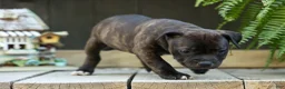 Staffordshire Bull Terrier dogs for sale: Moxie 💖 - Ad 16