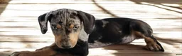 Catahoula Leopard Dog dogs for sale: Jesse 2026 M1 - Ad 2