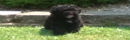 Miniature Poodle dogs for sale: Coco - Ad 4