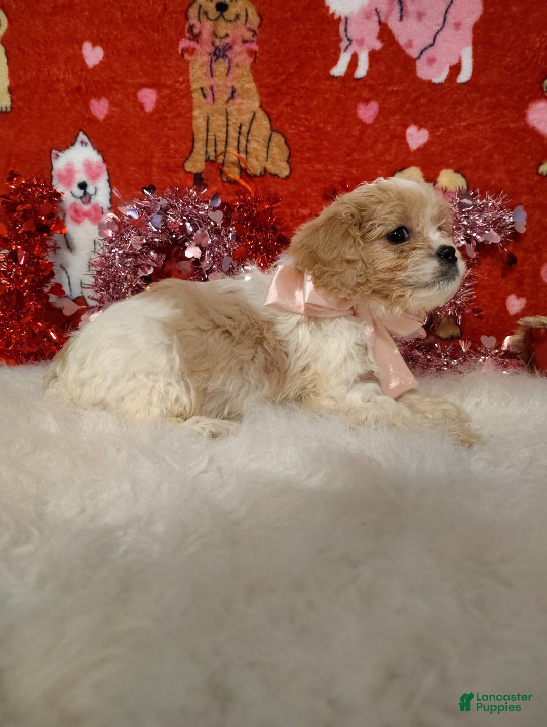 Cavapoo dogs for sale: Stella - Ad 6