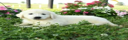 Golden Retriever dogs for sale: Birch - Ad 3