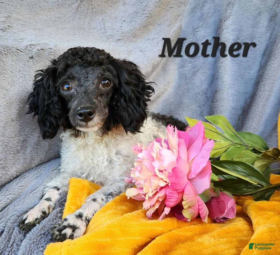 Toy Poodle dogs for sale: Sandy - Ad 9