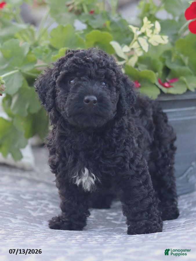 Miniature Poodle dogs Nate - Ad 2