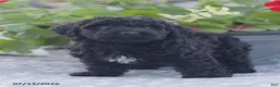 Miniature Poodle dogs for sale: Nate - Ad 2
