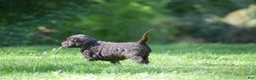 Portuguese Water Dog dogs for sale: Megan - Ad 9