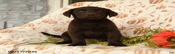 Labrador Retriever dogs for sale: Melody - Ad 5