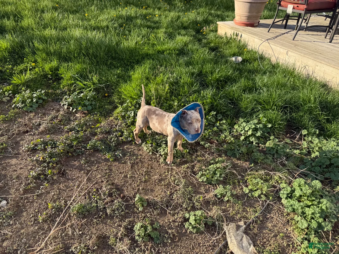 American Bully dogs for sale: American Bully Puppy 6 - Ad 3