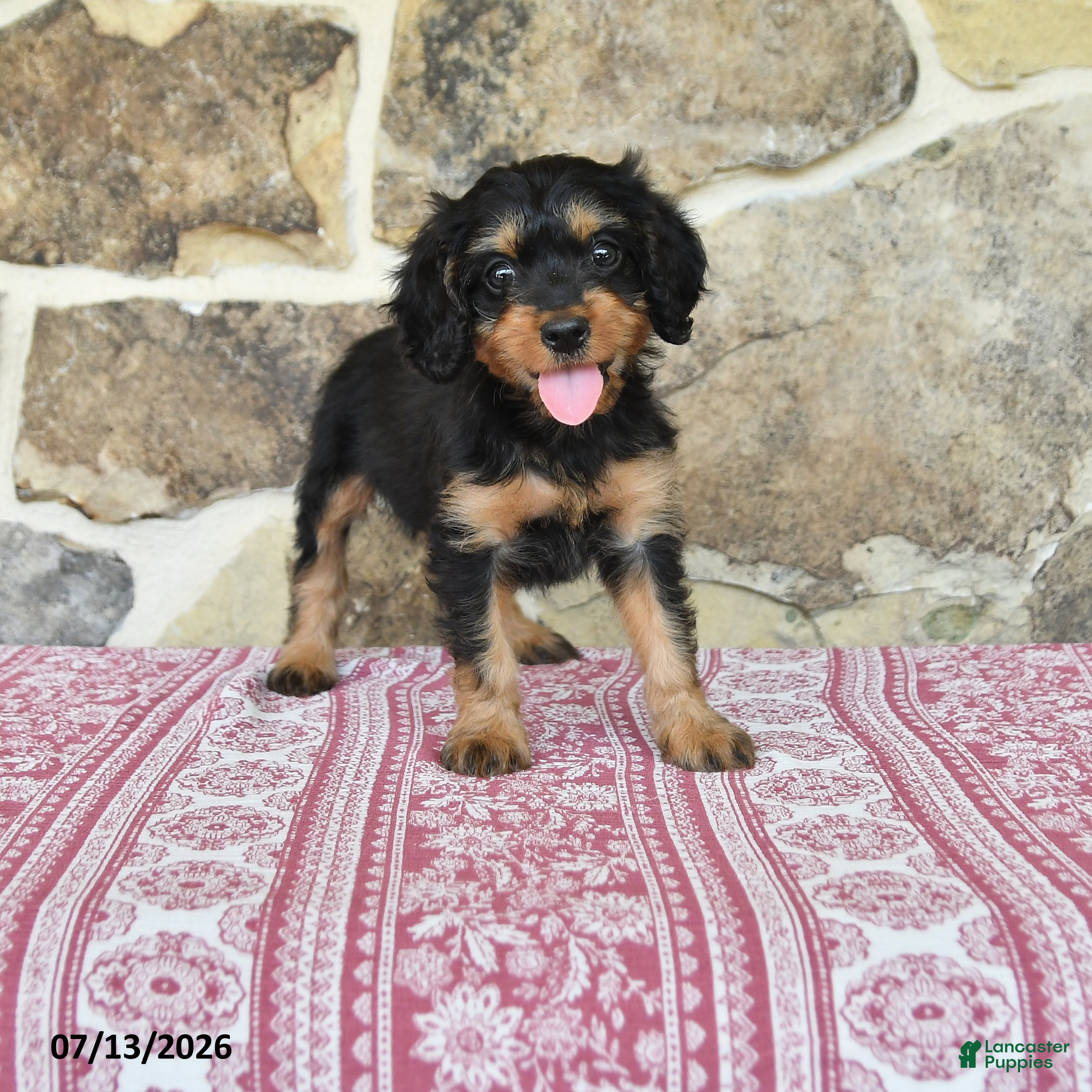 Cavapoo dogs for sale: Lyla - Ad 3