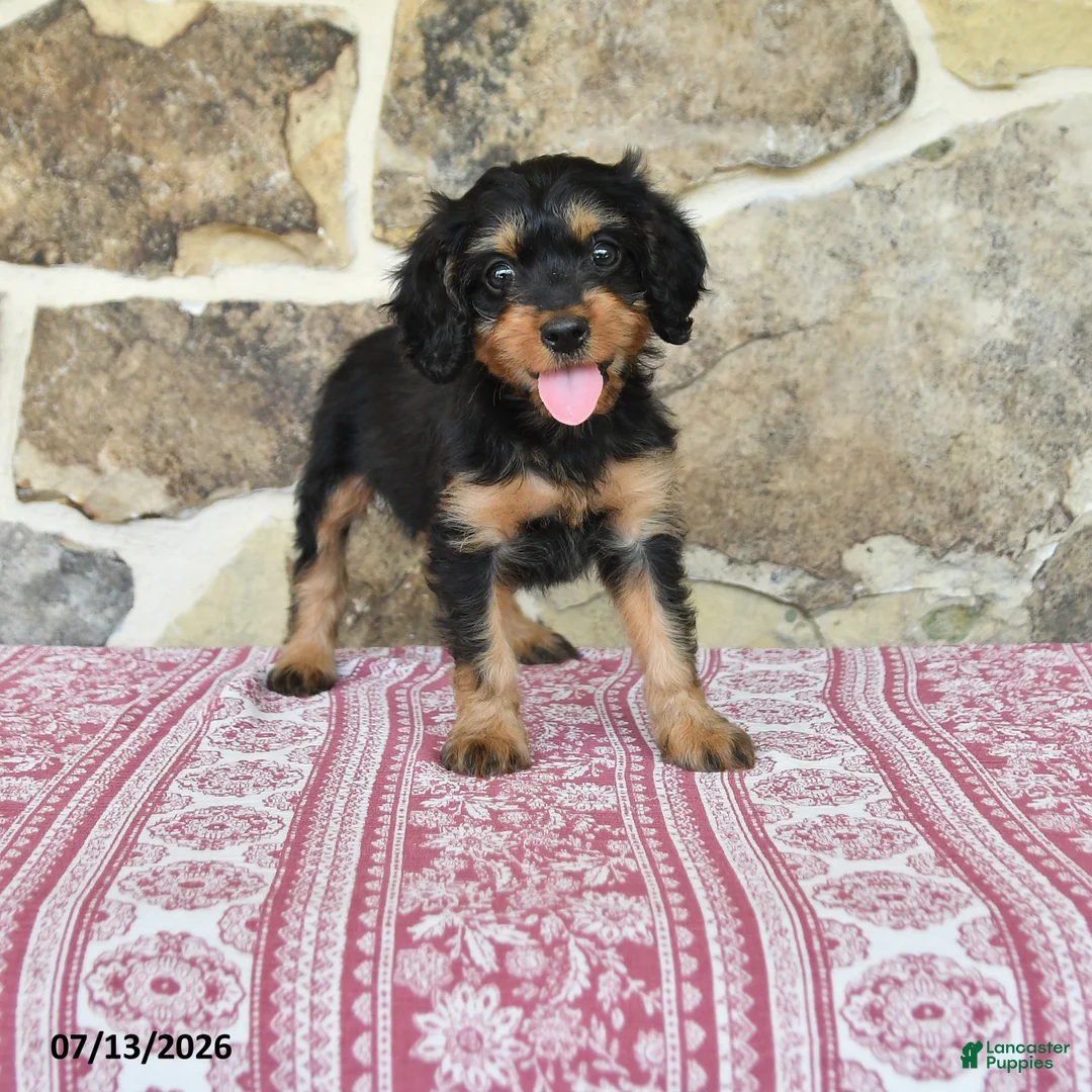 Cavapoo dogs for sale: Lyla - Ad 1