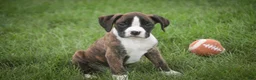 Boxer dogs for sale: Zane - Ad 3