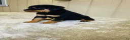 Rottweiler dogs for sale: Rottweiler 5 - Ad 4