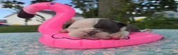 Olde English Bulldogge dogs for sale: Skye - Ad 4
