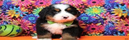 Bernese Mountain Dog dogs for sale: Murphy  - Ad 3