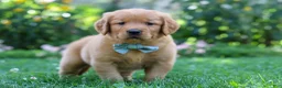 Golden Retriever dogs for sale: Hudson - Ad 6