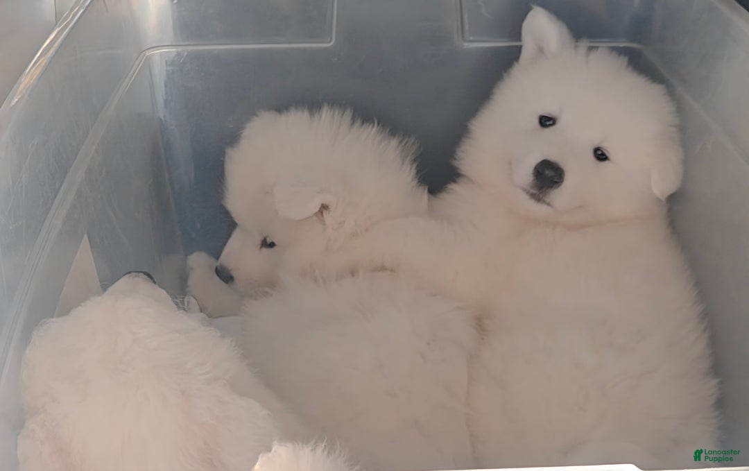 Samoyed dogs for sale: Rainbow - Ad 2
