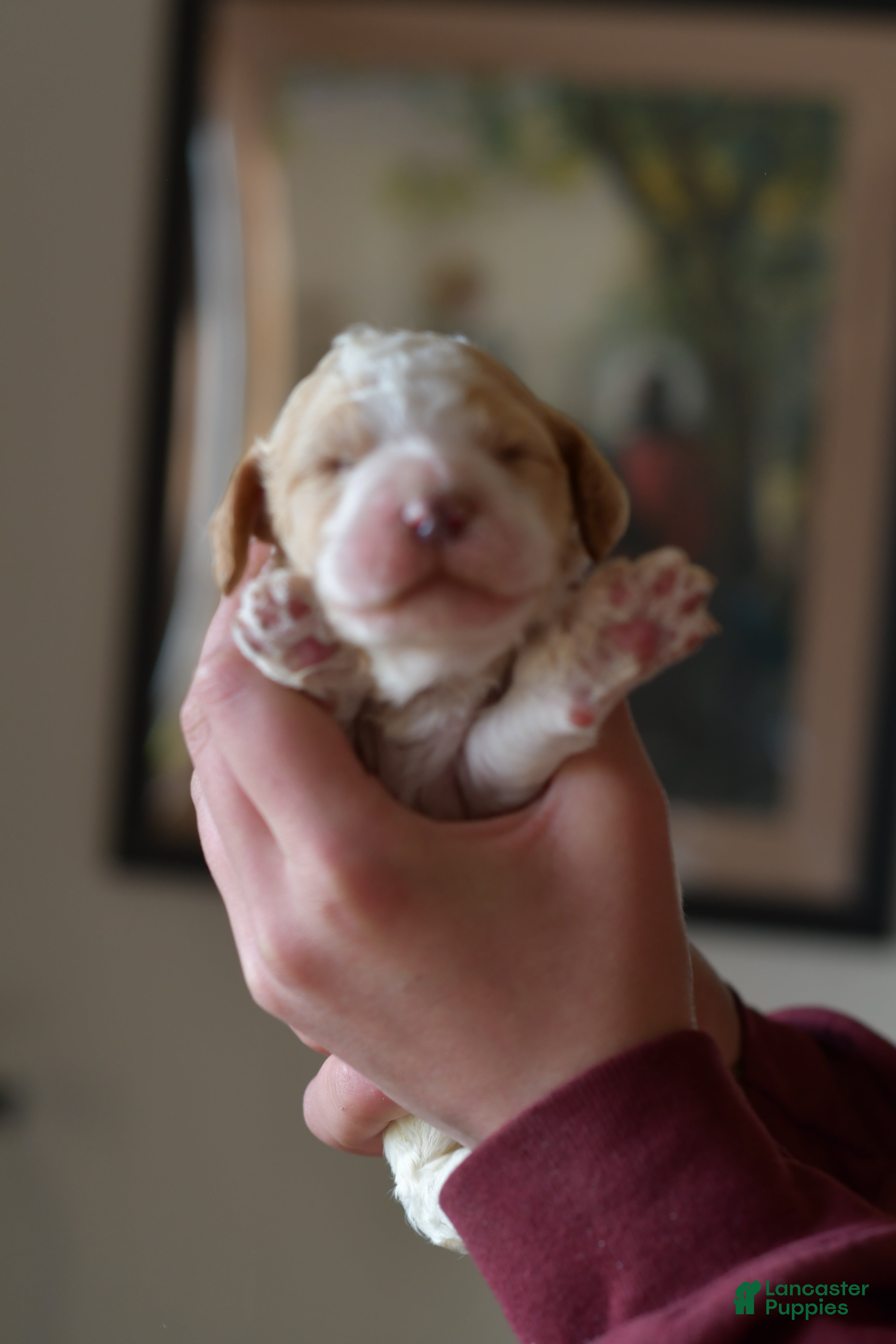 Standard Poodle dogs Standard Poodle Puppy 2 - Ad 2