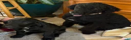 Labradoodle dogs for sale: Labradoodle Puppy 5 - Ad 3