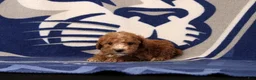 Toy Poodle dogs for sale: Jack - Ad 2