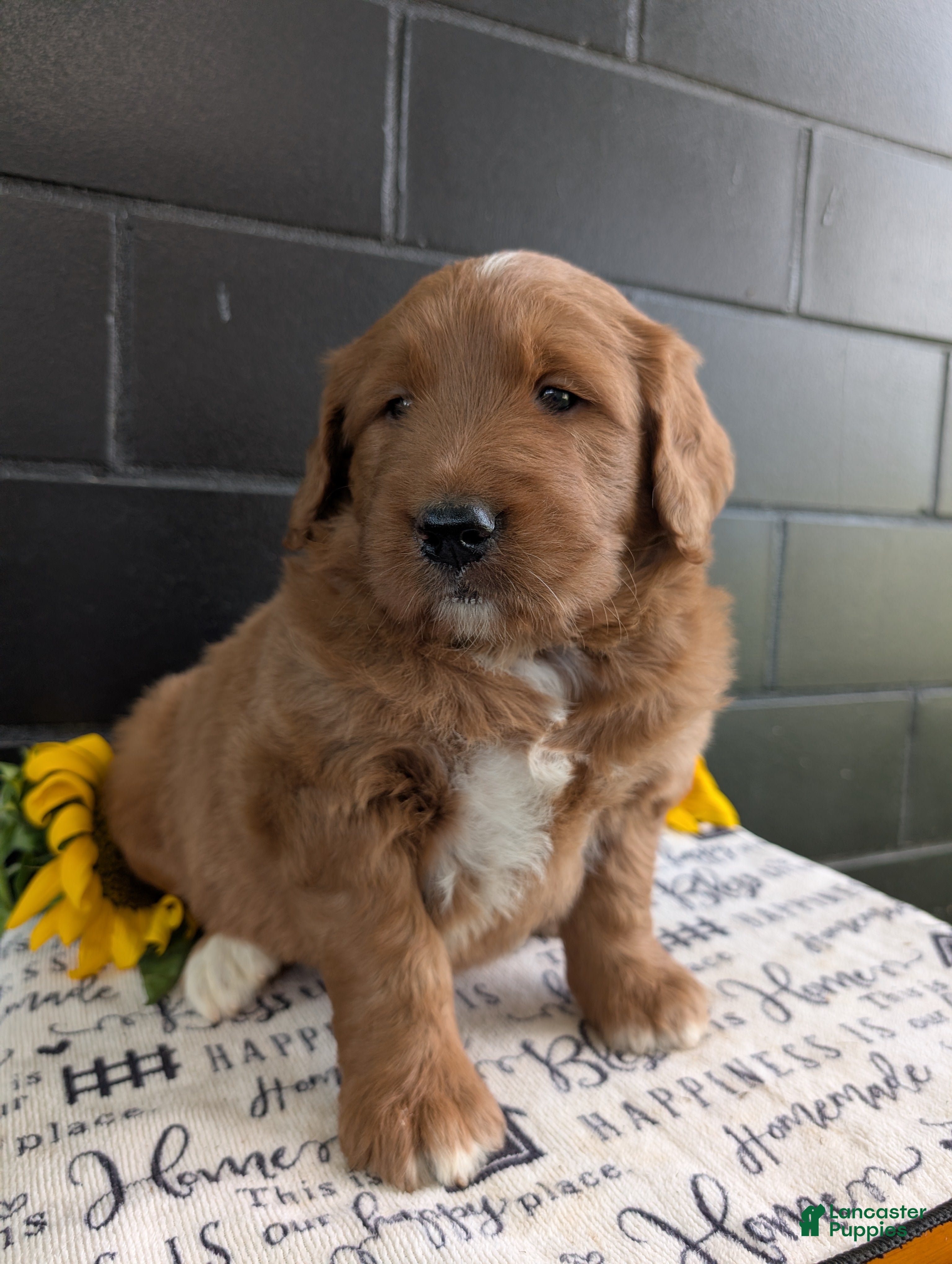 Goldendoodle dogs Mikie - Ad 2