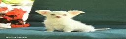 Chihuahua dogs for sale: Paisley - Ad 3
