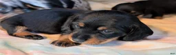 Miniature Dachshund dogs for sale: Black and tan Miniature Dachshund Puppy 1 - Ad 6