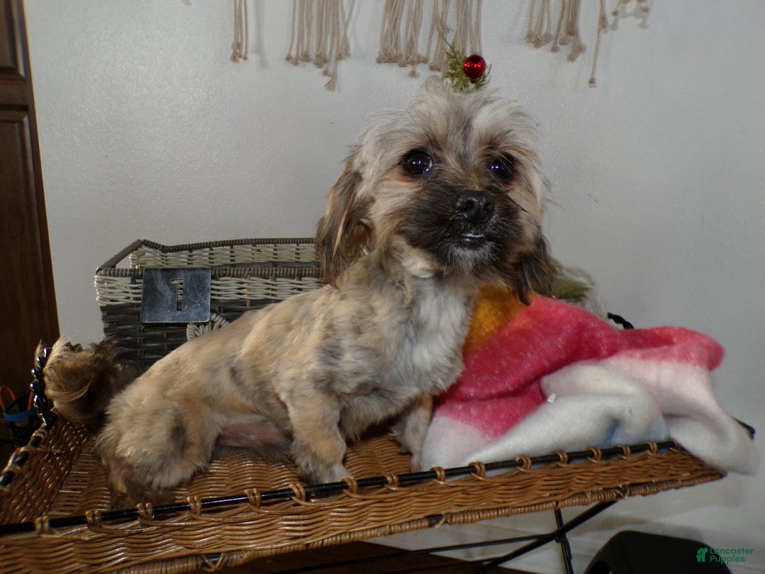 Shihpoo dogs for sale: Shih-poo Puppy 1 Oscar - Ad 1