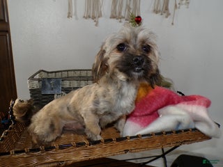 Shihpoo dogs Shih-poo Puppy 1 Oscar - Ad 21