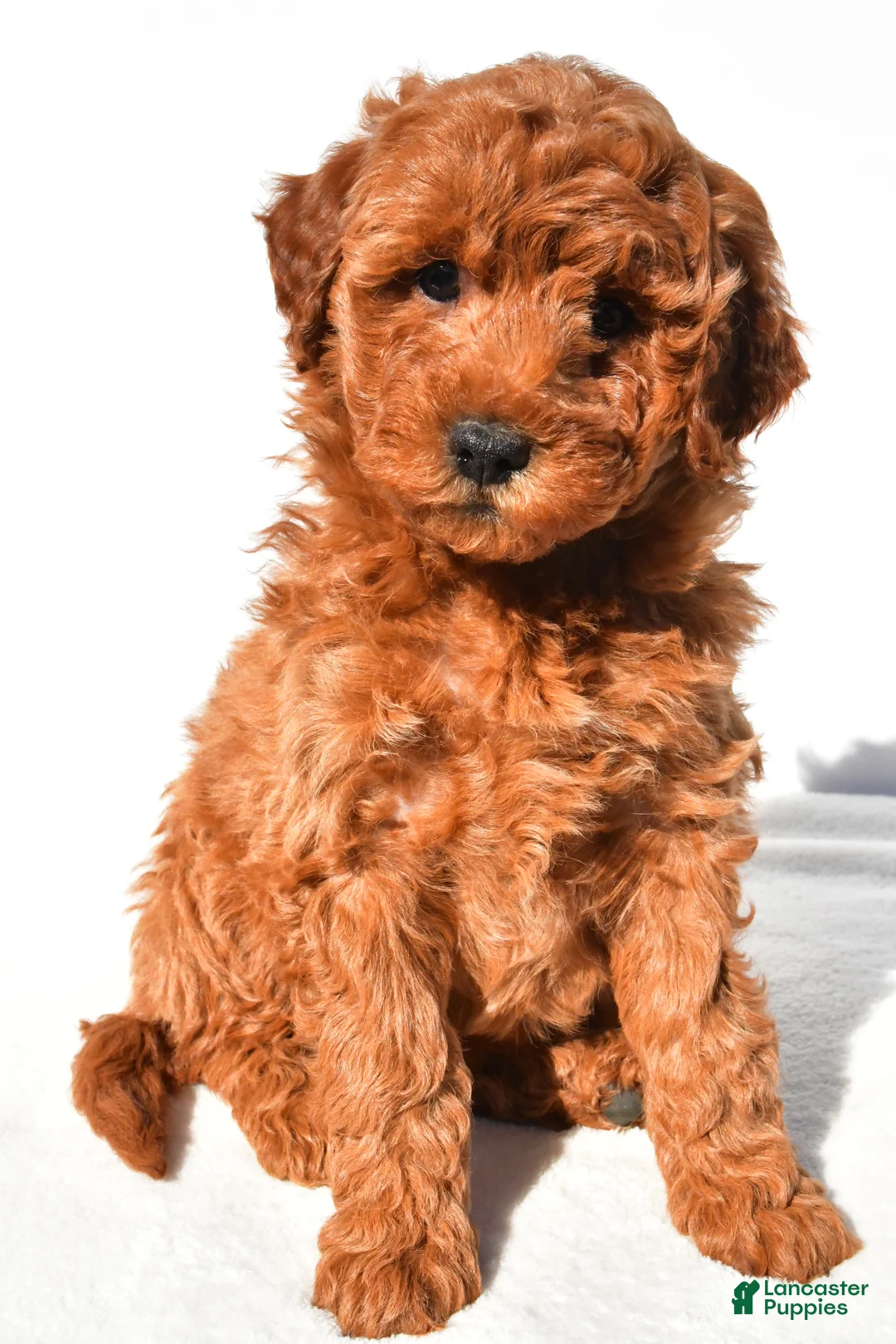 Mini Goldendoodle dogs for sale: Layla - Ad 2
