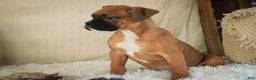 Boxer dogs for sale: Stella - Ad 9