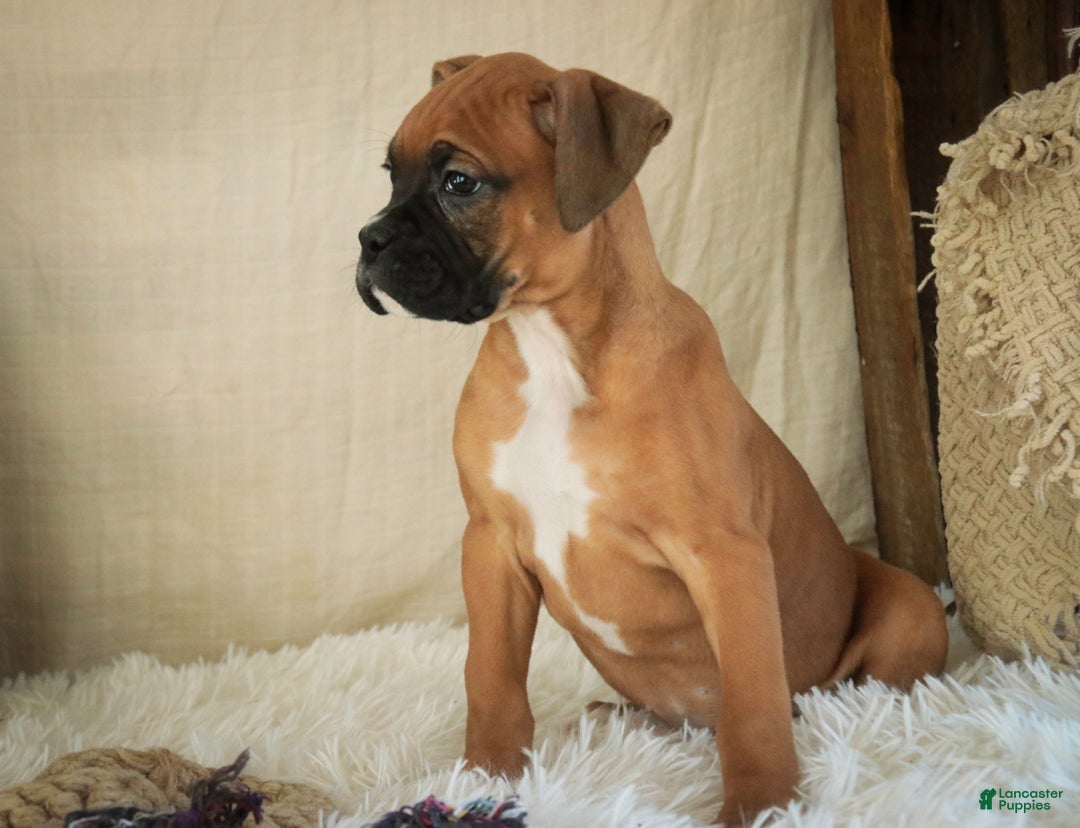 Boxer dogs for sale: Stella - Ad 9