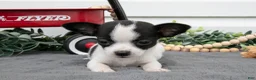 Chihuahua dogs for sale: Alina - Ad 3